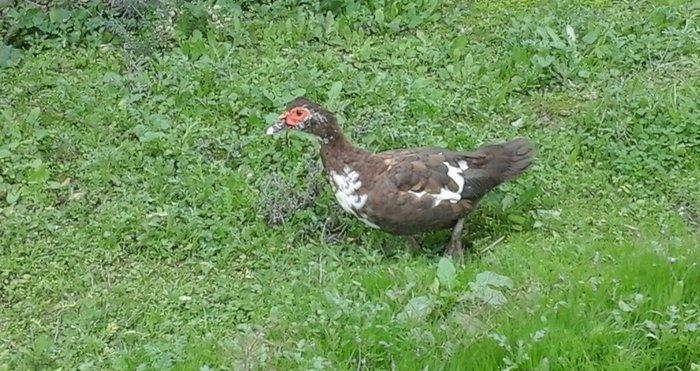 qırmız lal ördek di cins diş di birdenedir 30 manata satılır