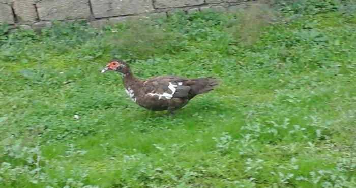 qırmız lal ördek di cins diş di birdenedir 30 manata satılır