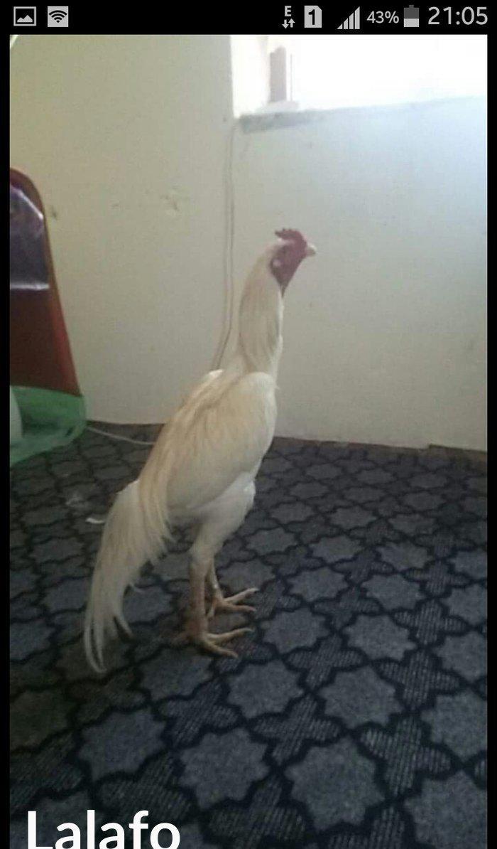 heyratı xoruz 1 yaşı var cinsi patel çəkisi 4 .300 kilo