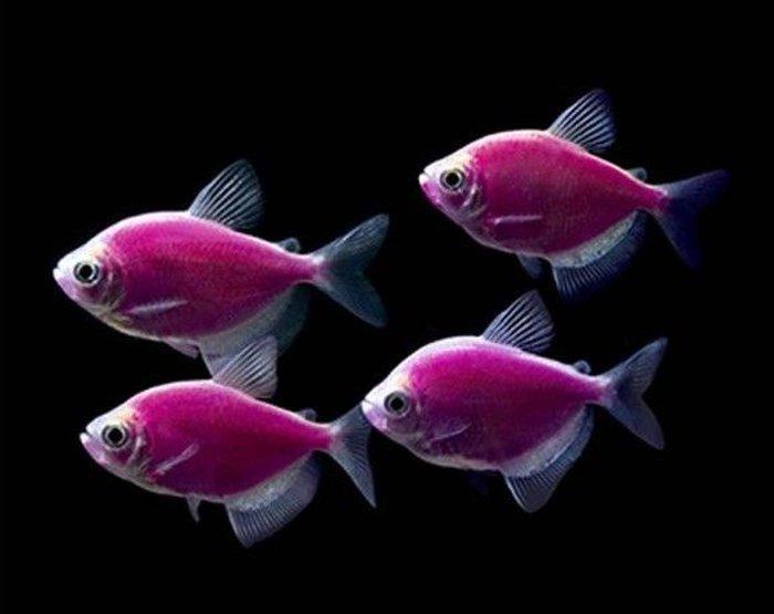 Glofish gymnocorymbus ternetzi bardovi və sarı rənglər bir ədədin