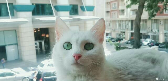 Турецкая ангора 2 года повязана даёт отличных белых котят рожать