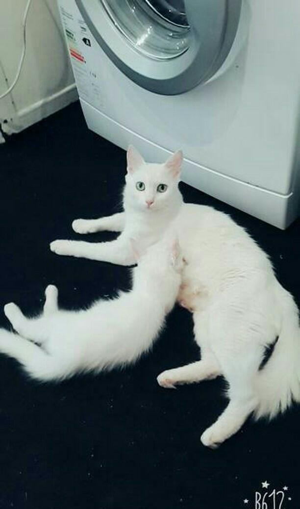 Турецкая ангора 2 года повязана даёт отличных белых котят рожать