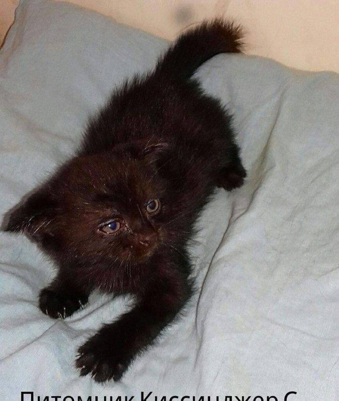 Шотландские котята 1 месяц все мальчики двое вислоушки один прямоушка