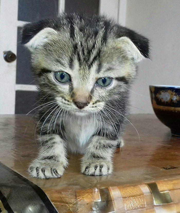 Шотландские котята 1 месяц все мальчики двое вислоушки один прямоушка