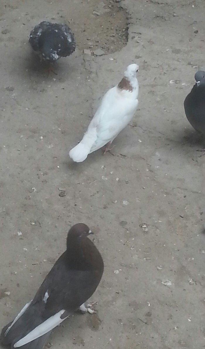 boynu gullu balalar satilir 2 si 10 azn satiram biri boz quyruqdu