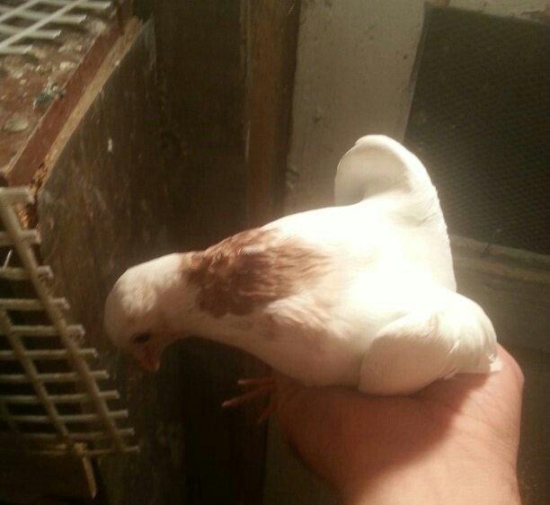 boynu gullu balalar satilir 2 si 10 azn satiram biri boz quyruqdu