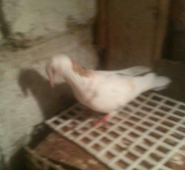 boynu gullu balalar satilir 2 si 10 azn satiram biri boz quyruqdu