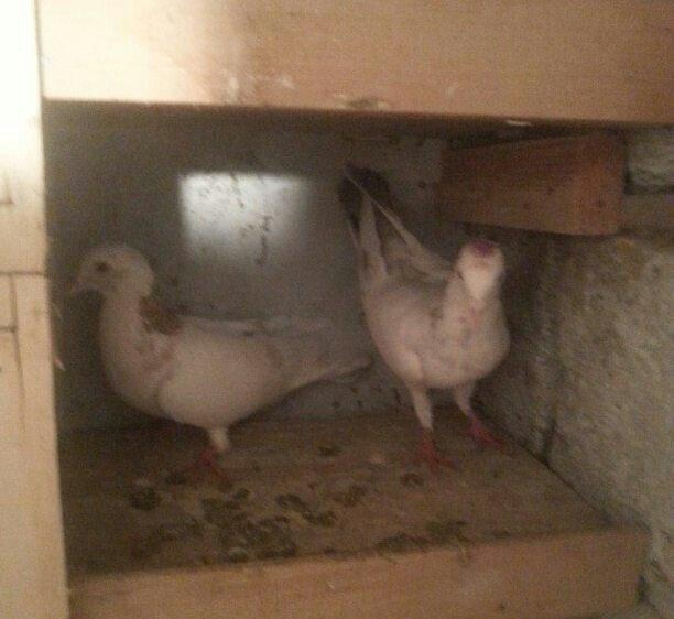 boynu gullu balalar satilir 2 si 10 azn satiram biri boz quyruqdu