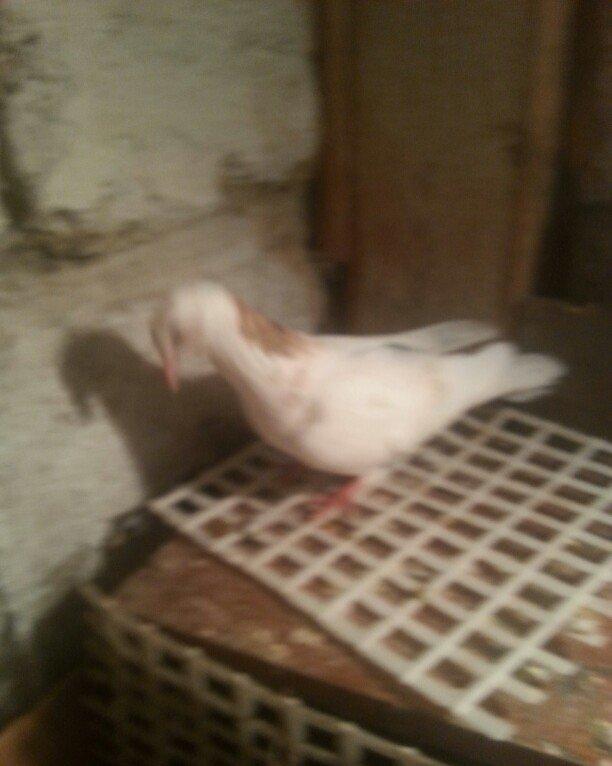 boynu gullu balalar satilir 2 si 10 azn satiram biri boz quyruqdu