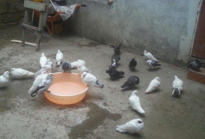 boynu gullu balalar satilir 2 si 10 azn satiram biri boz quyruqdu