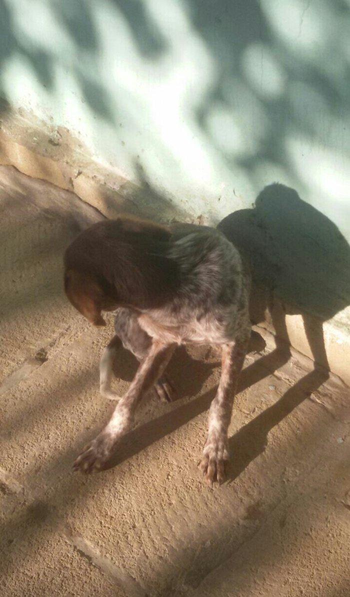 ov iti balasi temiz ov itidir. 5 ayliq dir disi itdir  reyal aliciya.