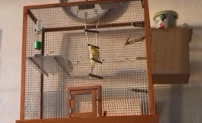 Продаю двух попугаев (мальчик Гоша и девочка Лиза) с клеткой. Клетка