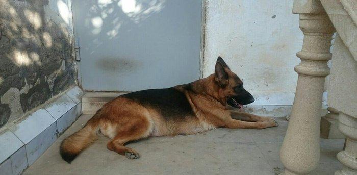 Cistokrovnie nemeckie ovcarki. Na foto mat. Otec toje est tolko po wat