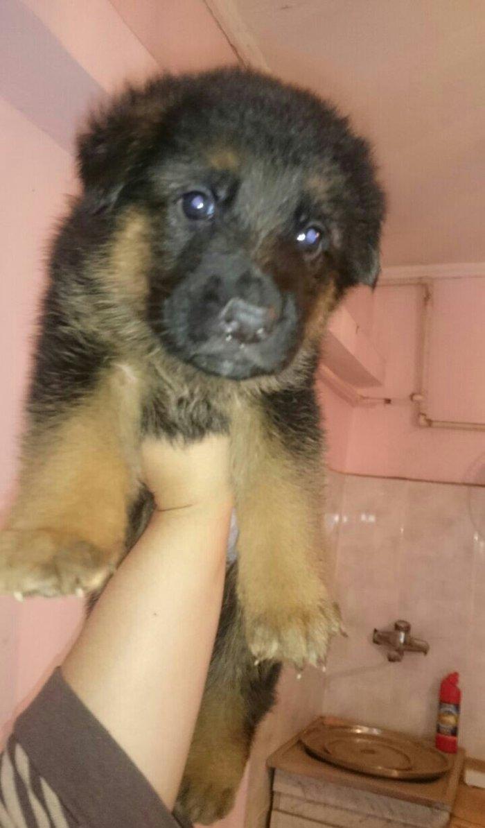 Cistokrovnie nemeckie ovcarki. Na foto mat. Otec toje est tolko po wat