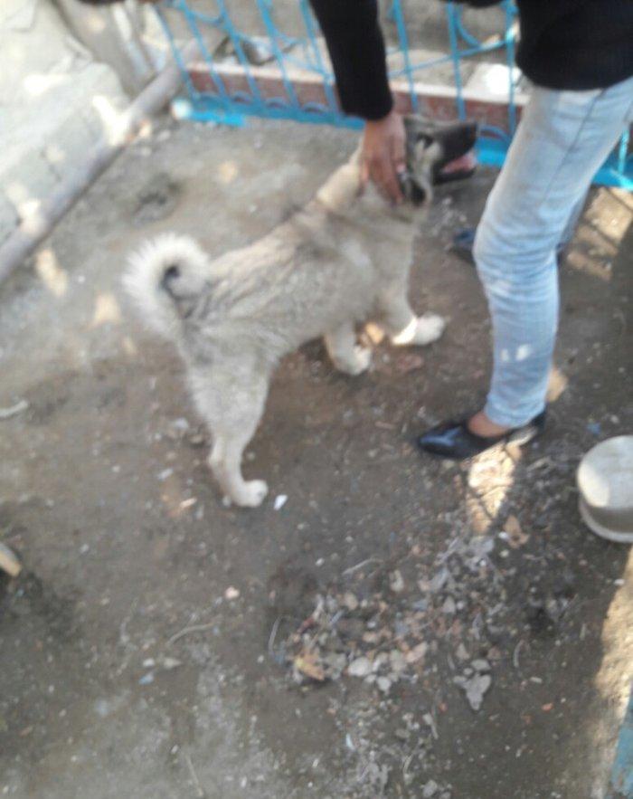 temiz coban itidir 3 ayliqdir 300 manat kimin fikiri citdidir desin