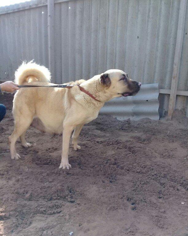 satlir hamiledi doguwna az qalib cox az qalib rial alcilar zeng etsin