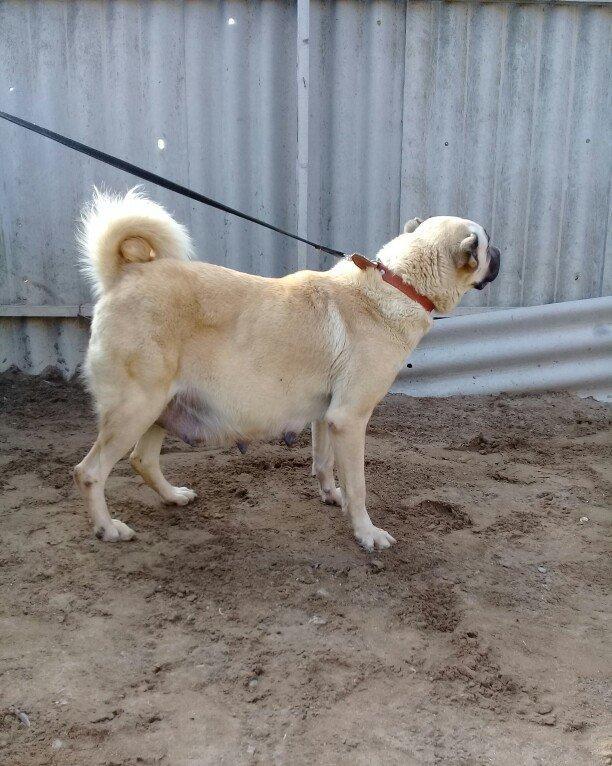 satlir hamiledi doguwna az qalib cox az qalib rial alcilar zeng etsin