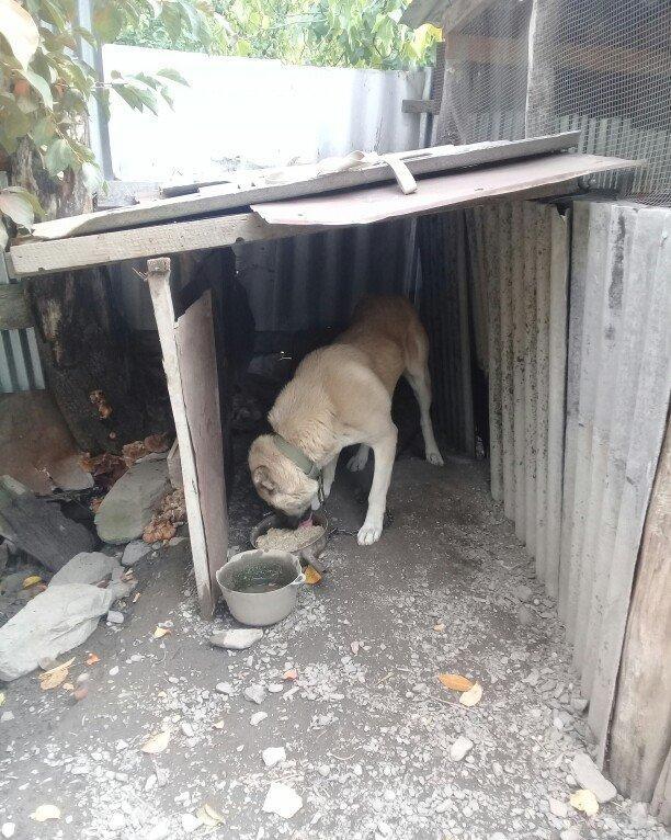 yerli alabay 1yas 7 ayin itidi oyredilmis soze qulaq asan yeri gelende