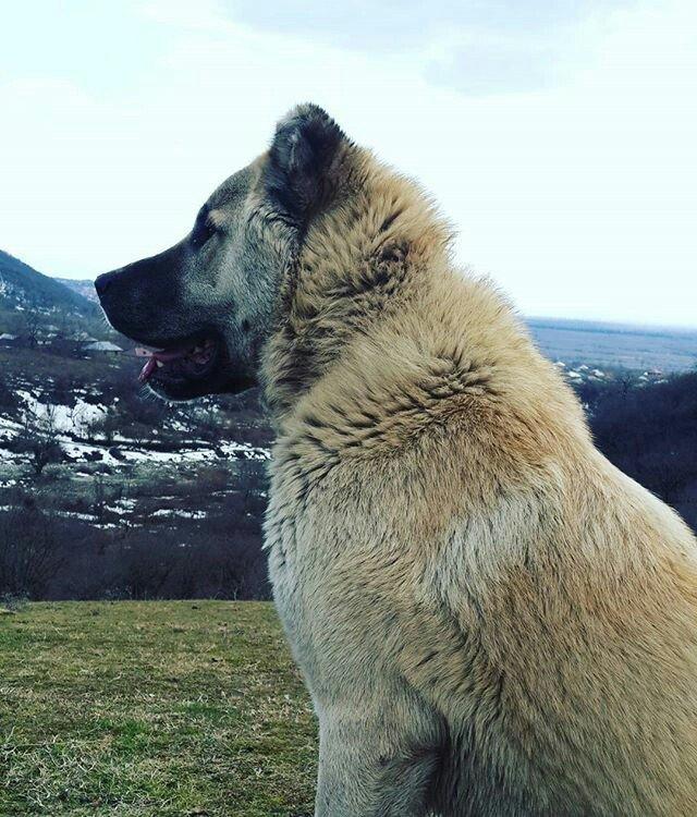 yerli alabay 1yas 7 ayin itidi oyredilmis soze qulaq asan yeri gelende