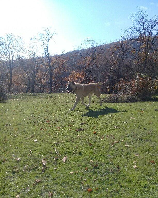 yerli alabay 1yas 7 ayin itidi oyredilmis soze qulaq asan yeri gelende