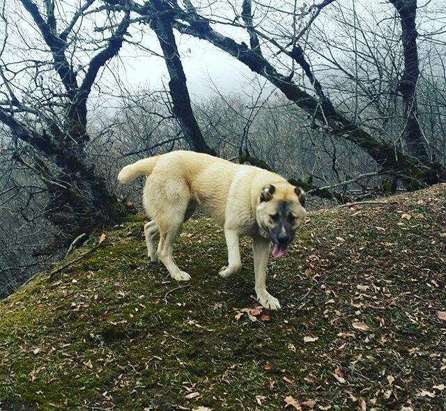 yerli alabay 1yas 7 ayin itidi oyredilmis soze qulaq asan yeri gelende