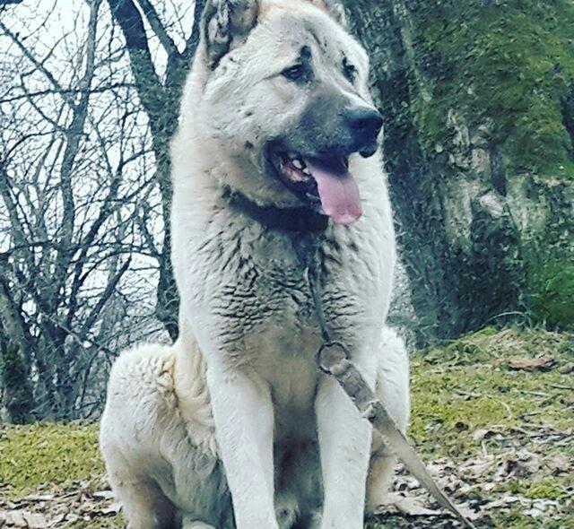 yerli alabay 1yas 7 ayin itidi oyredilmis soze qulaq asan yeri gelende