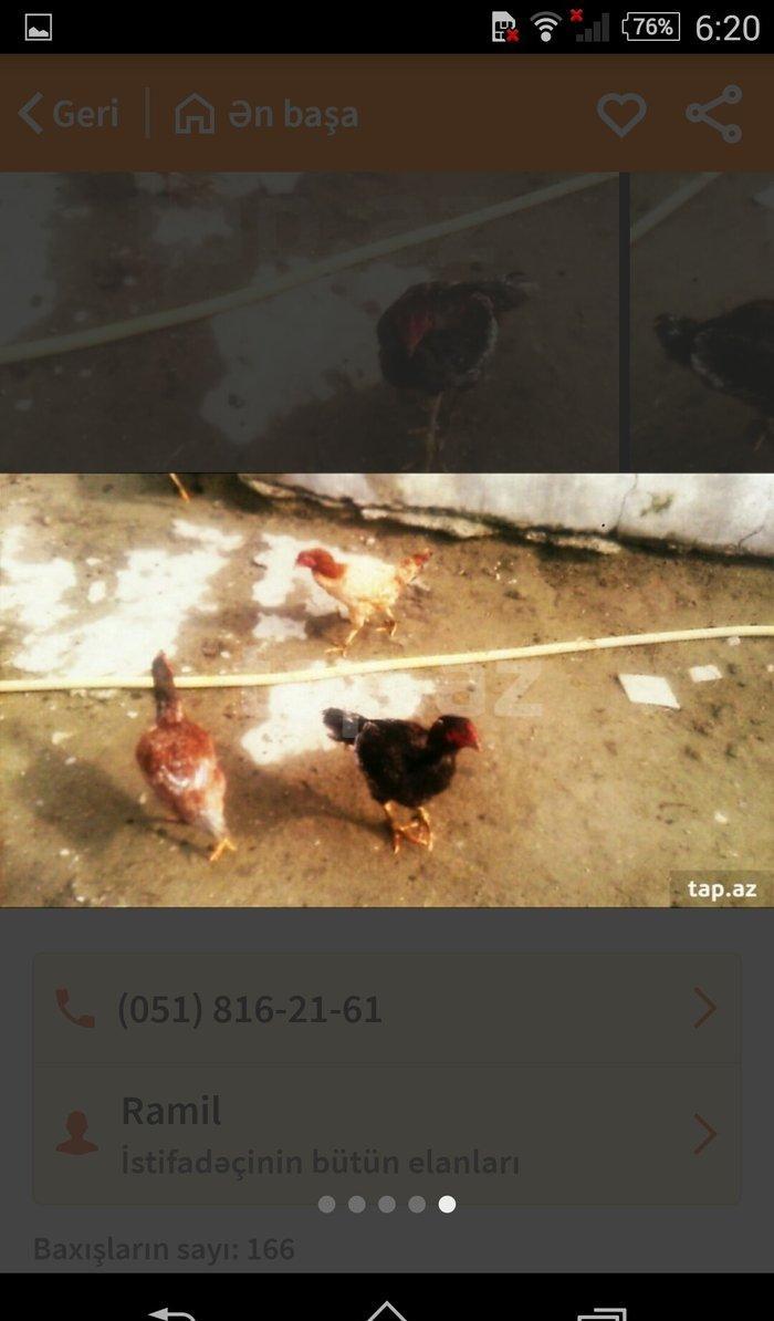 heyraltı satıram temız heyvanlardı ıkı feredı bırı xoruz Hec bır prabl