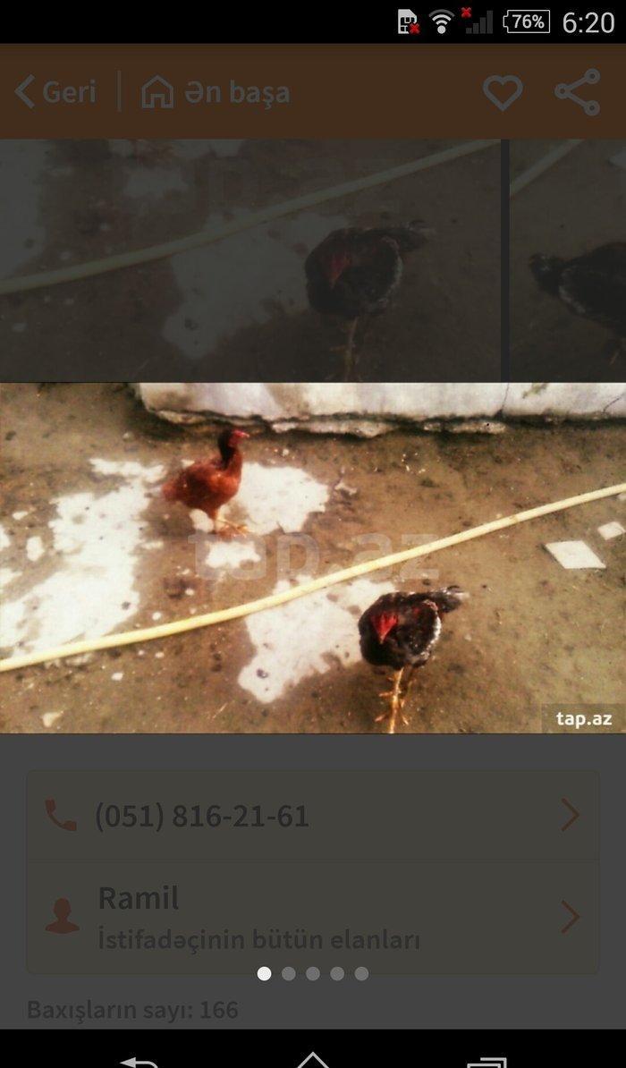 heyraltı satıram temız heyvanlardı ıkı feredı bırı xoruz Hec bır prabl