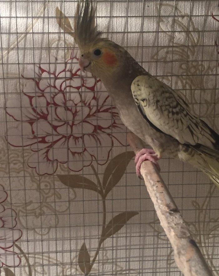 Продается попугаи корелла мальчик и девочка 7 месяцев им. Один попугай