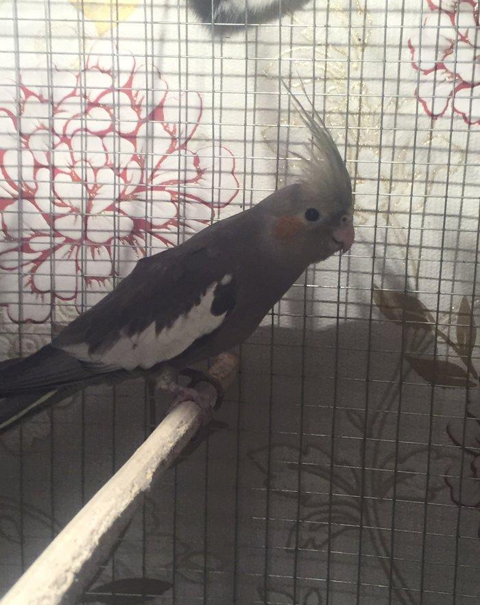 Продается попугаи корелла мальчик и девочка 7 месяцев им. Один попугай