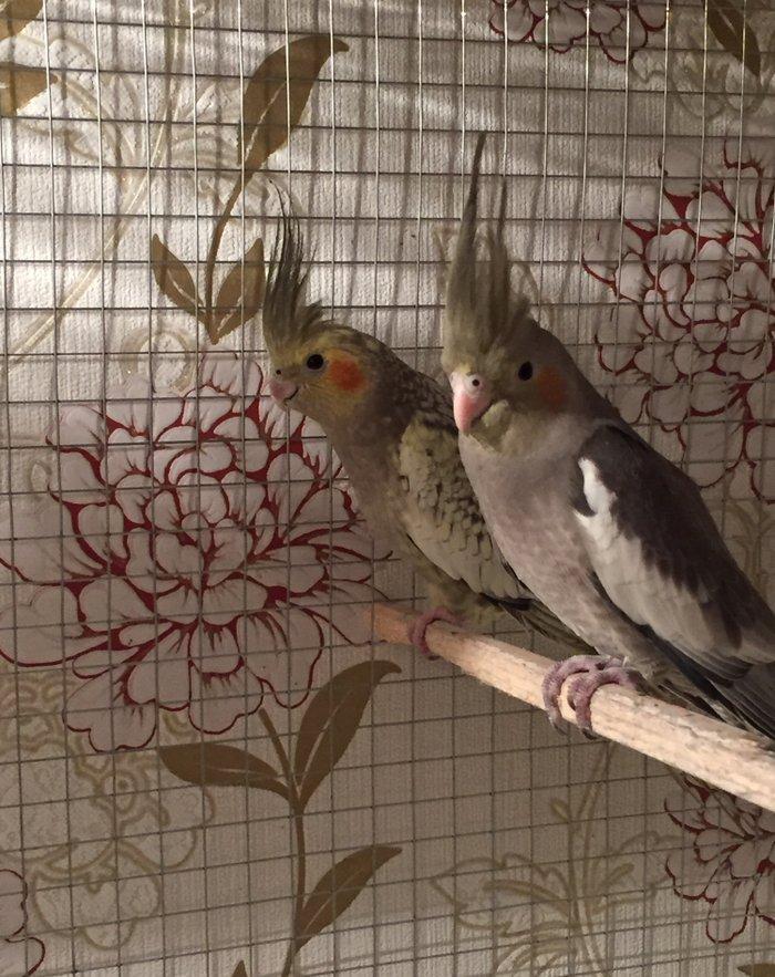 Продается попугаи корелла мальчик и девочка 7 месяцев им. Один попугай