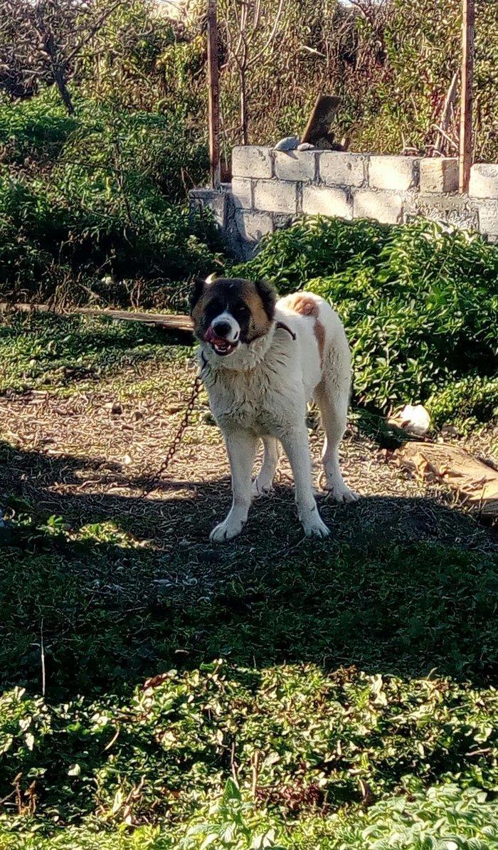 Lezgi itidir 1yas 8ayliqdi. Super itdi adida carli satama sebebim qorx