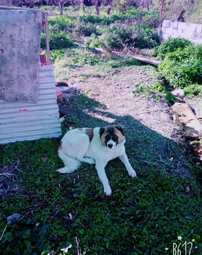 Lezgi itidir 1yas 8ayliqdi. Super itdi adida carli satama sebebim qorx