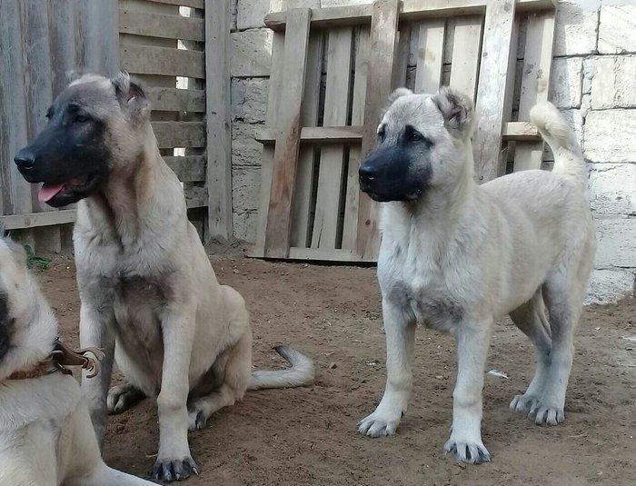 satlir cinsi kan kal erkeydi elave mellumat whatsap ve ya telde  elaqe