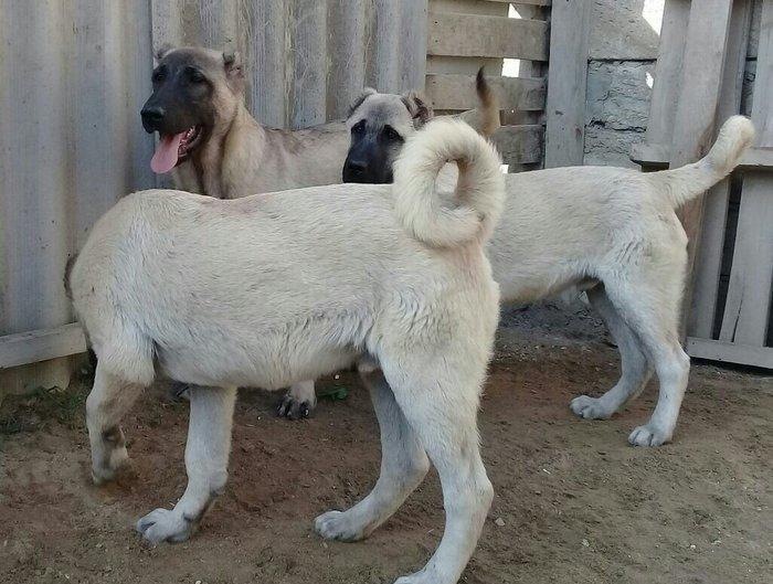 satlir cinsi kan kal erkeydi elave mellumat whatsap ve ya telde  elaqe