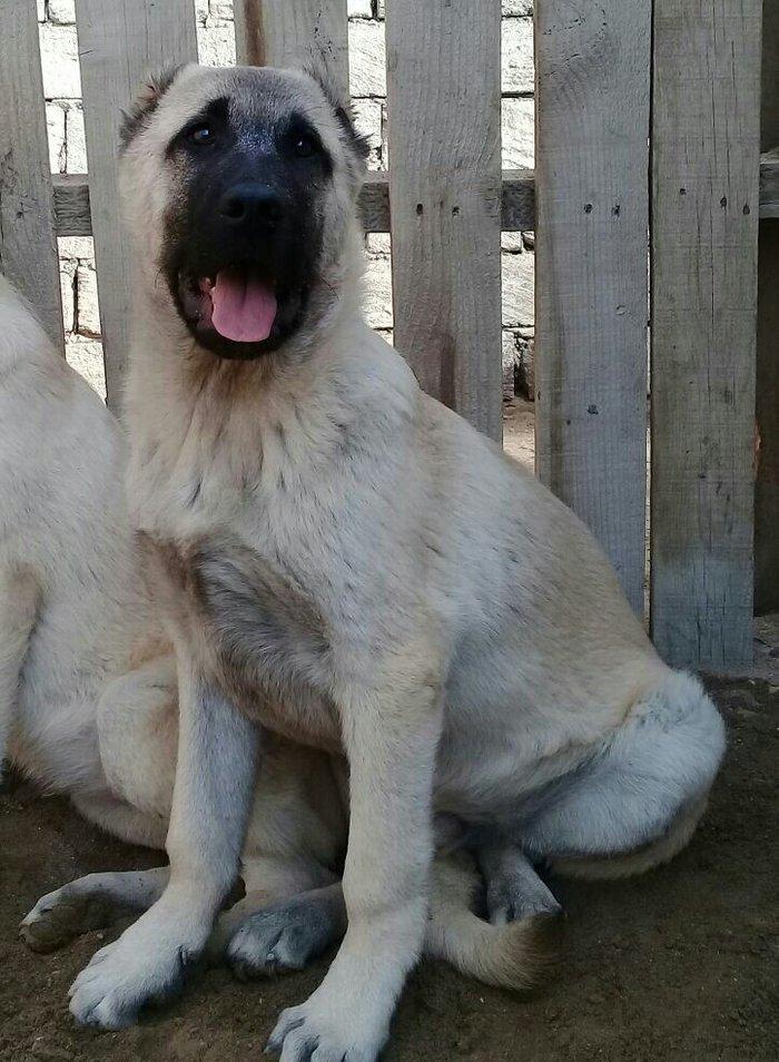 satlir cinsi kan kal erkeydi elave mellumat whatsap ve ya telde  elaqe