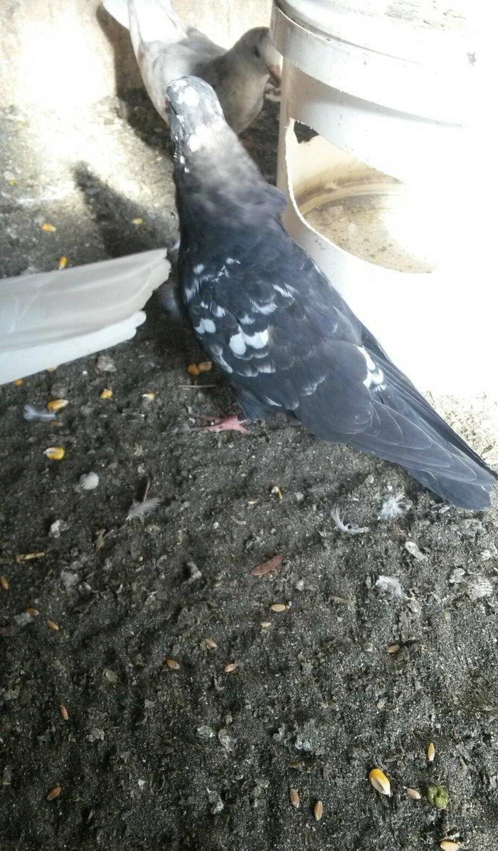 tutulma qusdu ciyden teze cixib fikri ciddi olan narahat etsin wp var