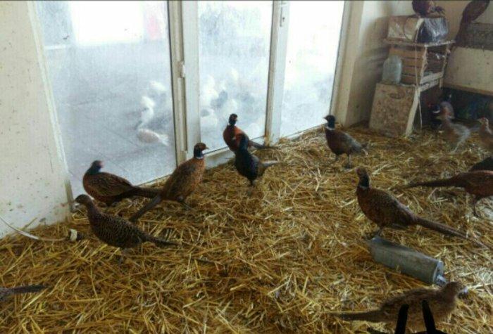 qafqaz qirqovullari 1 ri 20m cutu 40m tam saqlamdilar fikri ciddi olan