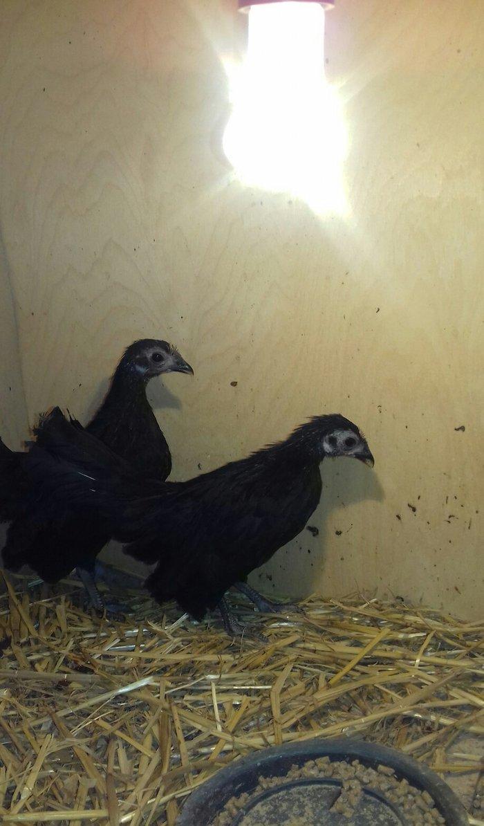 minorka xoruzu varimdi fereyle deyisirem 3 ay 10 gunlukdu deyisen olsa