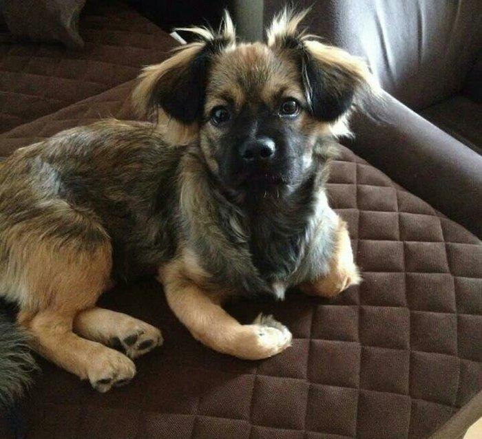 Pekines karlevskiy sortdu. Cox geseng itdi. Herseyi vurulubdu. Cudesti