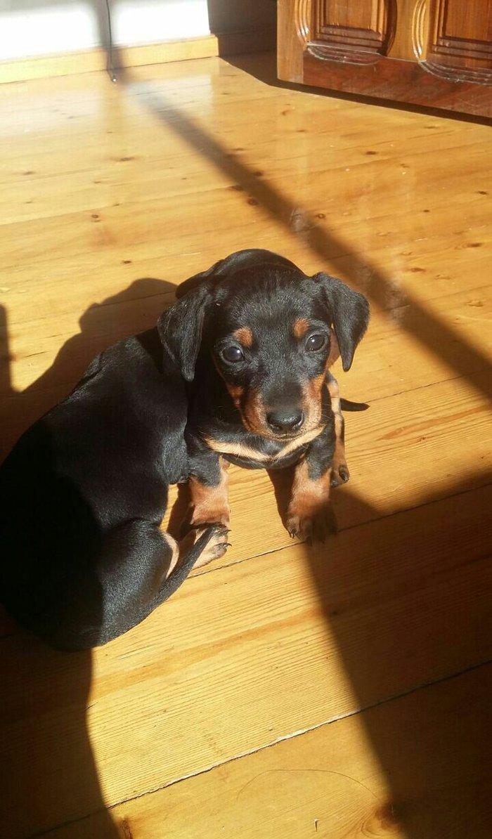 Продаются щенки таксы 1, 5 месяца,  девочки, 50 AZN звонить на моб.