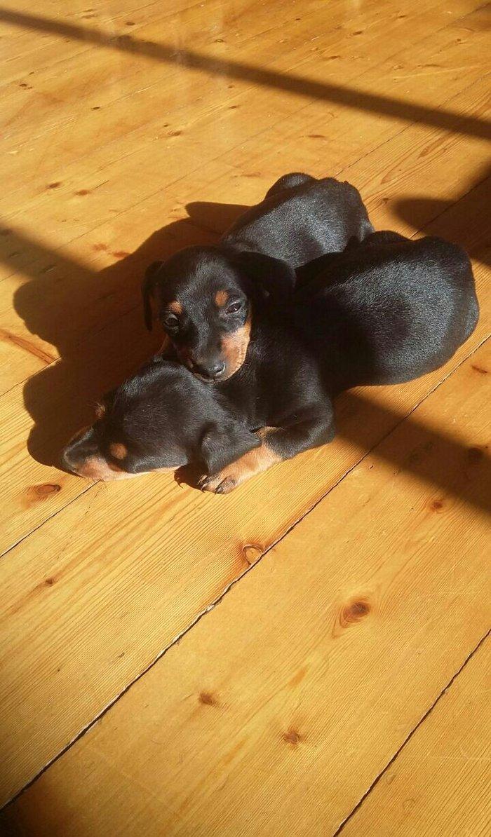 Продаются щенки таксы 1, 5 месяца,  девочки, 50 AZN звонить на моб.