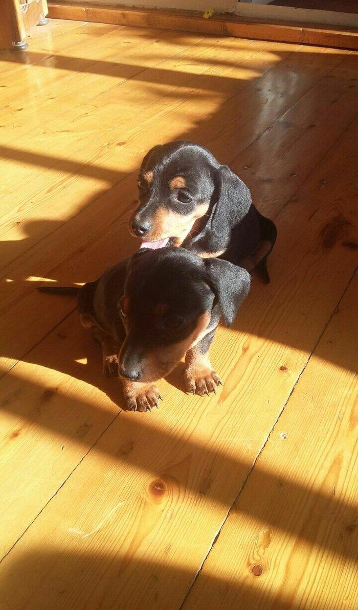 Продаются щенки таксы 1, 5 месяца,  девочки, 50 AZN звонить на моб.