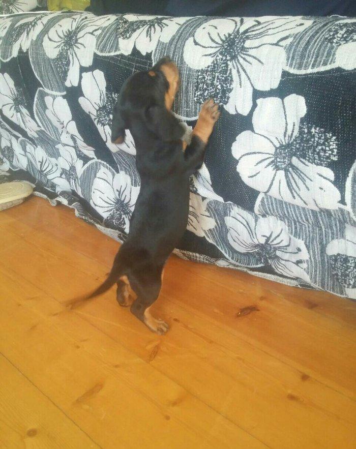 Продаются щенки таксы 1, 5 месяца,  девочки, 50 AZN звонить на моб.