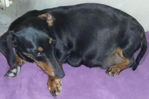 Продаются щенки таксы 1, 5 месяца,  девочки, 50 AZN звонить на моб.