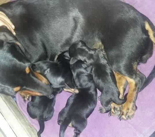 Продаются щенки таксы 1, 5 месяца,  девочки, 50 AZN звонить на моб.