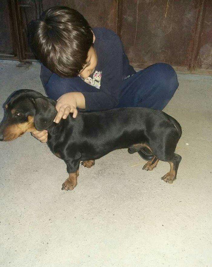 Продаются щенки таксы 1, 5 месяца,  девочки, 50 AZN звонить на моб.