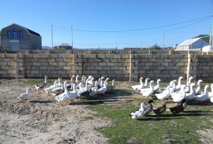 Qaz satilir linda sortudur 80-120 arasi yumurta verir