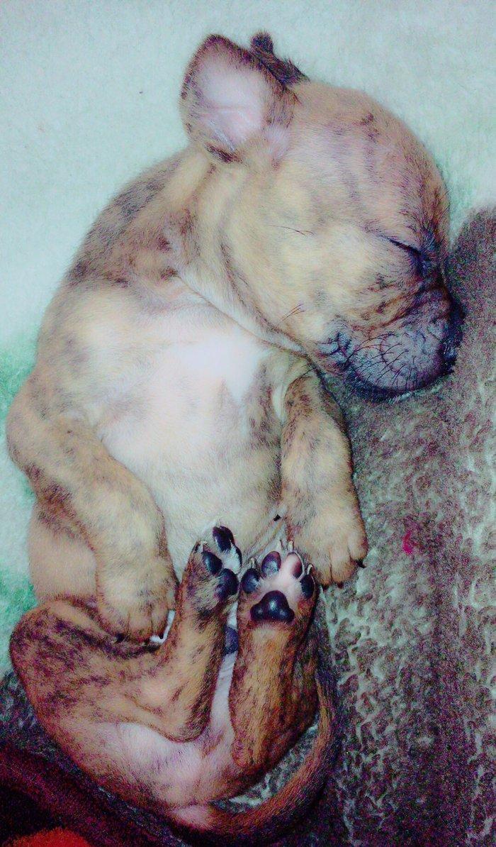 Temiz pitbull balalari satilir. Qiymet 150 azn tecili satilir barter o