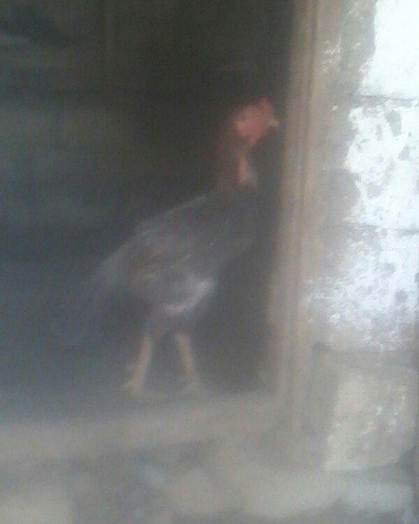 bu xoruzun balalarin satiram  xoruzun ozude toyuk tuku kuludu  vap cat